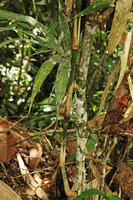 Nastus obtusus, culm producing lateral branches, Tenaru Falls, Guadalcanal, Solomon Islands