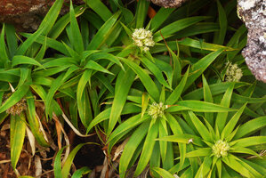 Navia acaulis, flowering rosettes, Cano Cristales, Serrania Macarena, Meta, Colombia