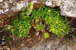 Navia acaulis, vegetative clump under a rock shelter and a damaged Anthurium bonplandii leaf, Cano Cristales, Serrania Macarena, Meta, Colombia