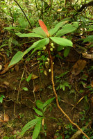 Neckia malayana (= Sauvagesia serrata), cauliflorous with apical rosette of leaves, Harau valley, West Sumatra