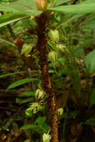 Neckia malayana (= Sauvagesia serrata), cauliflory, Harau valley, West Sumatra