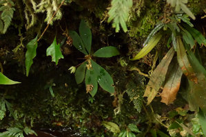 Neckia malayana (= Sauvagesia serrata) flowering on vertical seeping rock, Harau valley, West Sumatra