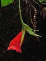 Nematanthus crassifolius, flower detail,Tijuca NP, Rio de Janeiro, Brazil