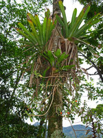 Nematanthus sericeus, flowering at the base of an Aechmea, sierra dos Orgaos, Brazil