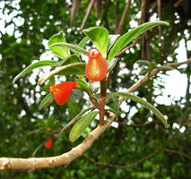 Nematanthus sericeus, flowering stems, sierra dos Orgaos, Brazil