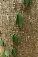 Neoalsomitra sarcophylla climbing on a tree trunk, trifoliate leaves with hairy bifid terminal part of the tendril, Ratchaburi, Thailand