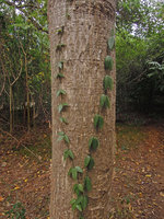 Neoalsomitra sarcophylla climbing vertically along a tree trunk, fixed by hairy bifid adhesive tendrils, Ratchaburi, Thailand
