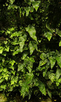 Neocheiropteris ensata on the vertical garden, Shinkansen station, Yamaguchi, Japan