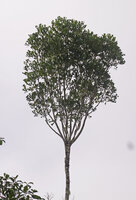 Neocussonia vantsilana, branched adult tree, Mantadia NP, Madagascar