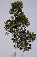 Neocussonia vantsilana, Mantadia NP, 1200 m asl, Madagascar