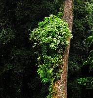 Neohymenopogon parasiticus as a shrubby epiphyte, Doi Inthanon 2400 m asl, Thailand