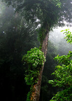 Neohymenopogon parasiticus as a shrubby epiphyte under the main branches of the host tree, Doi Inthanon 2400 m asl, Thailand