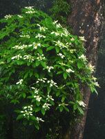 Neohymenopogon parasiticus inflorescences, Doi Inthanon 2400 m asl, Thailand