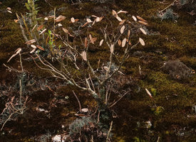 Neohymenopogon parasiticus on a mossy roof, leafless during the dry season but retaining the marcescent brown inflorescence bracts, Doi Inthanon NP, 2300 m asl, Thailand