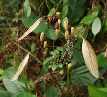 Neohymenopogon parasiticus, refringent light brown marcescent bracts,  thus not enlarged sepals as in Mussaenda, upwards opening capsules, Doi Inthanon NP, 2300 m asl, Thailand