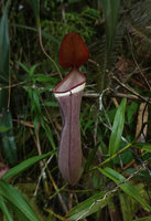 Nepenthes albomarginata in habitat, Penang Hill, Malaysia