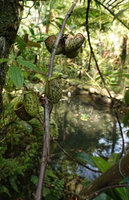 Nepenthes ampullaria, axillary rosettes along the lower part of the climbing main stem, producing few leaves, mostly reduced to the pitchers, Penang Hill, Malaysia