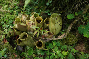 Nepenthes ampullaria, basal axillary rosette producing only leaves mostly reduced to the pitcher, Penang Hill, Malaysia