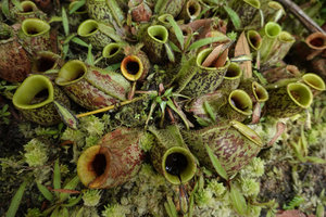 Nepenthes ampullaria, basal axillary rosette producing only leaves mostly reduced to the short flattened leaf base and the pitcher, Penang Hill, Malaysia