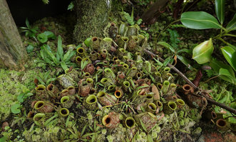 Nepenthes ampullaria, groups of basal axillary rosettes producing only leaves mostly reduced to the pitcher, Penang Hill, Malaysia