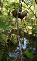 Nepenthes ampullaria, two axillary rosettes along the lower part of the climbing main stem, producing few leaves, mostly reduced to the pitchers, Penang Hill, Malaysia