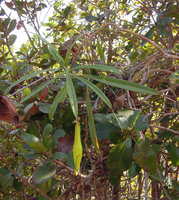 Nepenthes philippinensis, El Nido, Palawan, Philippines