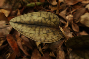 Nephelaphyllum pulchrum, beige brown spotted leaves cryptic among dead litter leaves, Mt Kinabalu, Sabah, Borneo