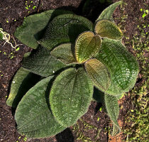 Nephoanthus (syn. Phyllagathis) prostratus, hairy silver maculate leaves, Khao Yai NP, Thailand