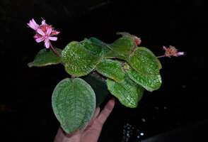 Nephoanthus (syn. Phyllagathis) prostratus PB 83-110 collected by Patrick Blanc in Khao Yai NP, Thailand in 1983, five petalled flower
