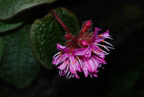 Nephoanthus (syn. Phyllagathis) prostratus PB 83-110, inflorescence with four petalled flowers, Khao Yai NP, Thailand
