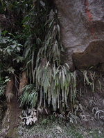 Nephrolepis cf pectinata, Aguas Calientes, Cuzco, Peru