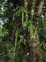 Nephrolepis falciformis, Perak, Malaysia