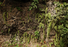 Nephrolepis fronds hanging along a karst wall, Rammang Rammang, Maros, South Sulawesi