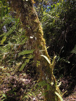 Nephrolepis lauterbachii, Rondon Ridge, 2000 m asl, Mount Hagen, Papua New Guinea