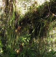 Nephrolepis pectinata, epiphytic among Orchids, Aguas Calientes, Cuzco, Peru