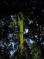 Nephrolepis sp., Manu NP, Peru