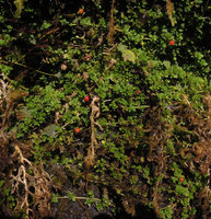 Nertera granadensis bright orange baccate fruits on a vertical seeping rock, Manu NP 2000 m, Peru
