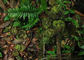 Nervilia plicata, Khammouane, Laos