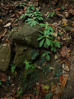 Neurocalyx calycinus and Jerdonia indica on vertical mossy rocks, Brahmagiri WS, Karnataka, India