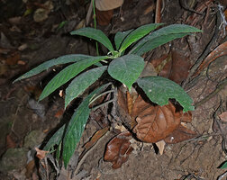 Neurocalyx calycinus, a monocaulous subshrub with a woody erect single stem, Brahmagiri WS, Karnataka, India