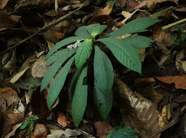 Neurocalyx calycinus, flowering  individual in forest understory, Brahmagiri WS, Karnataka, India