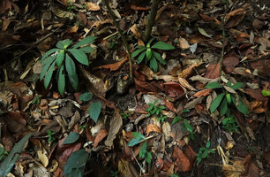 Neurocalyx calycinus, individuals on a steep rocky slope in forest understory, Brahmagiri WS, Karnataka, India