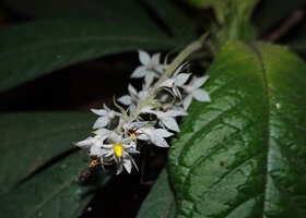 Neurocalyx calycinus, inflorescence, Brahmagiri WS, Karnataka, India