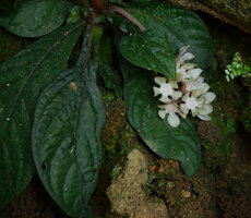 Neurocalyx calycinus, old inflorescence with persistent calyx, Pon Mudi, Kerala, India