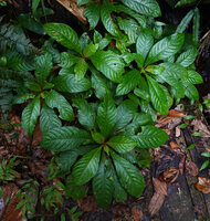 Neurocalyx calycinus on vertical rocky bank, Sinharaja, Sri Lanka