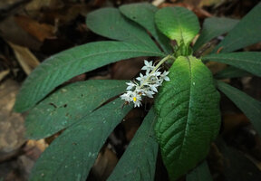 Neurocalyx calycinus, opposite rosetted leaves and reclining inflorescence, Brahmagiri WS, Karnataka, India