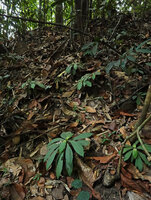 Neurocalyx calycinus, small population on a steep rocky slope in forest understory, Brahmagiri WS, Karnataka, India