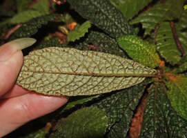 Neurocalyx championii, abaxial surface of the bullate leaf, Kanneliya FR, Sri Lanka