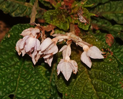Neurocalyx championii, flowers bending down after anthesis with closing calyx lobes protecting the maturing fruits, Kanneliya FR, Sri Lanka