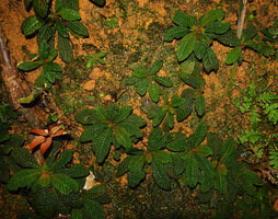 Neurocalyx championii, individuals exhibiting the perfect appressed discoid global form of the foliage, Kanneliya FR, Sri Lanka